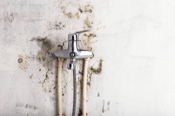 Best Fast Mold Removal  in Browntown, PA