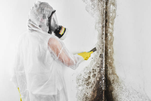 Best Mold Inspection  in Browntown, PA