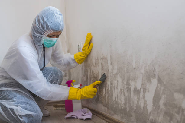 Best Certified Mold Removal  in Browntown, PA