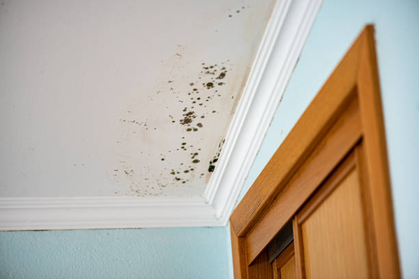 Crawl Space Mold Removal in Browntown, PA