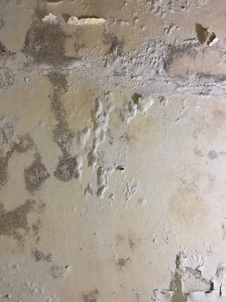 Best Mold Testing  in Browntown, PA