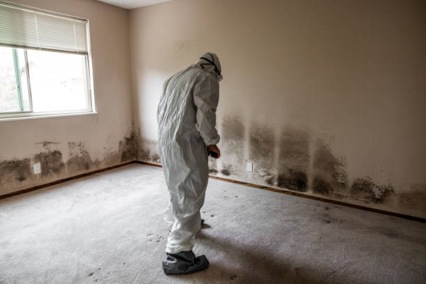 Best Toxic Mold Removal  in Browntown, PA
